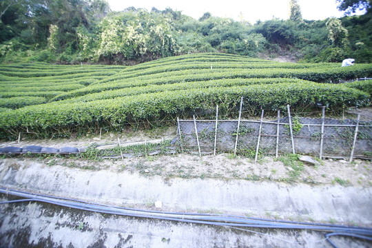 茶葉種植  茶園