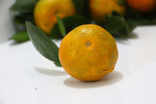 柑橘
