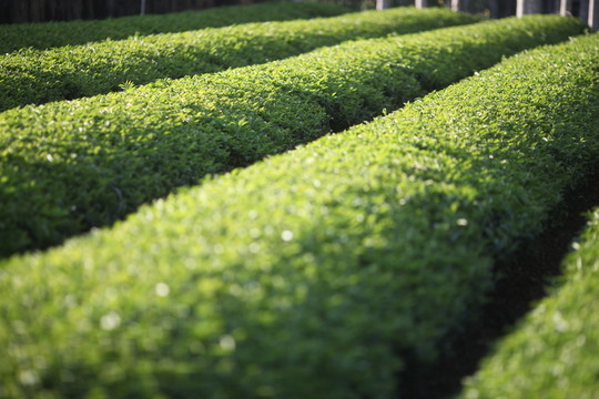茶園  茶山