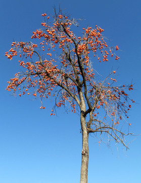 柿子樹(shù)