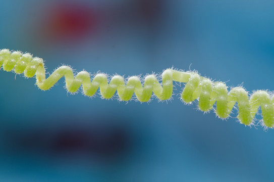 植物的徑
