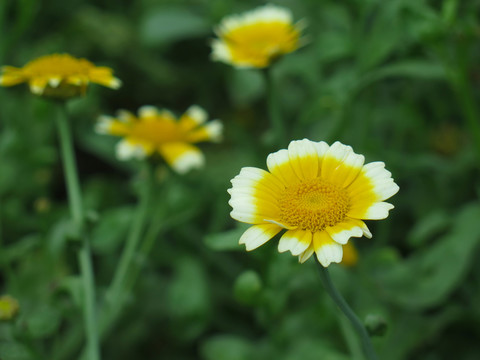 茼蒿菊