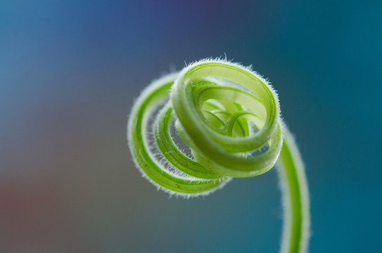 植物的螺旋徑