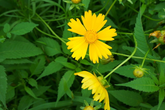小黃花