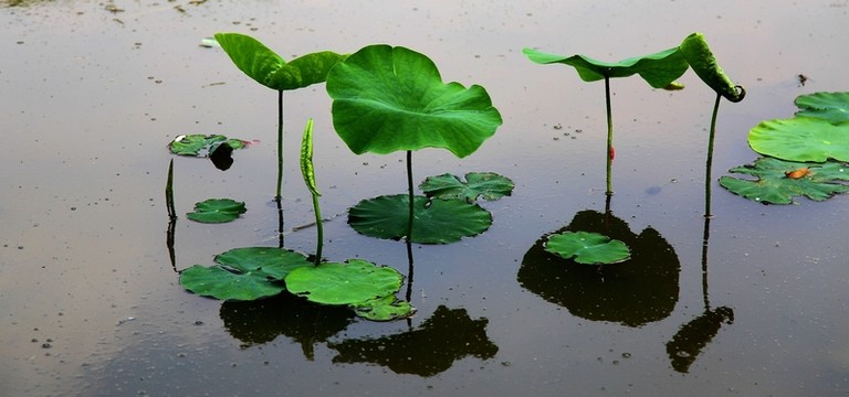 植物 湖畔 荷葉