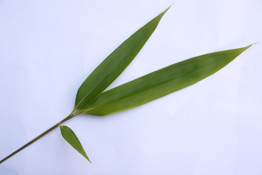 竹葉