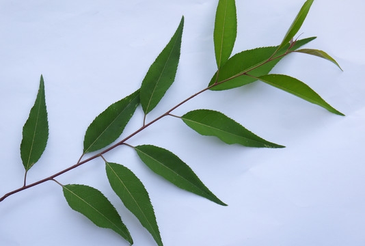 桃樹葉