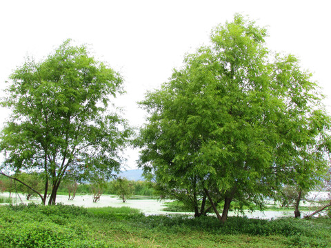 楊柳樹(shù)