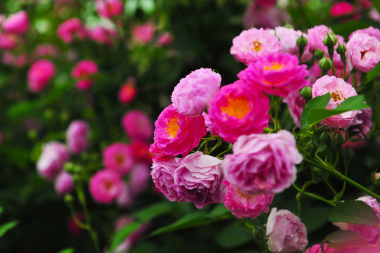 花草  花卉  花園