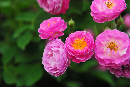 薔薇花