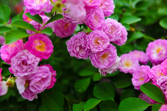 薔薇花