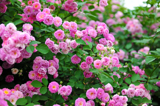 花海 薔薇