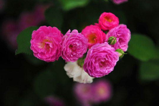 玫瑰花