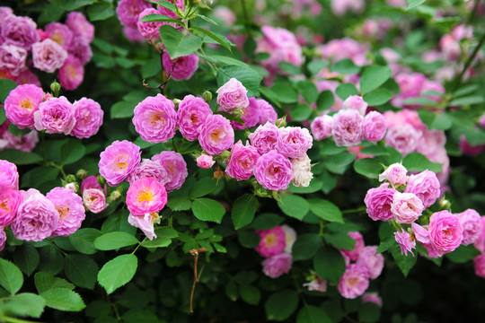 花背景