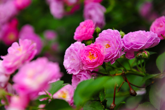 薔薇花