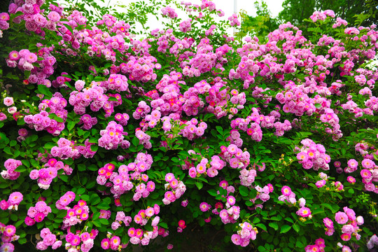 薔薇花 綠化帶