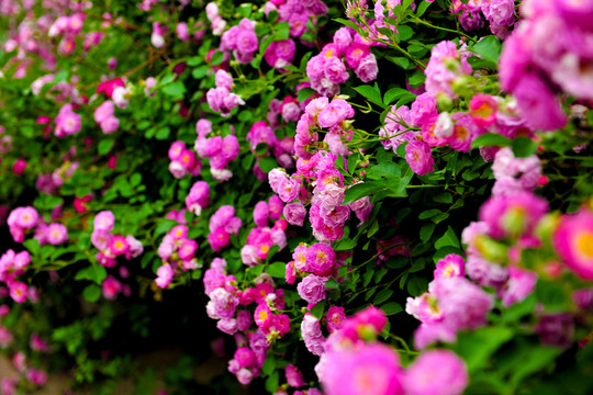 薔薇花 綠化帶