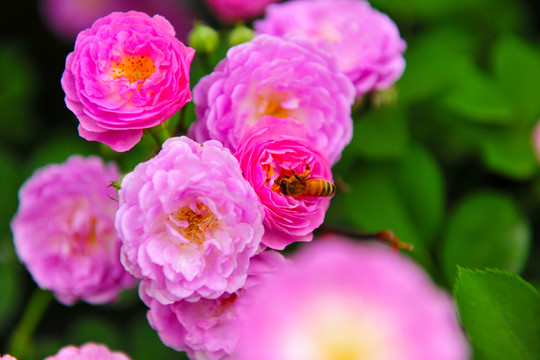 薔薇花