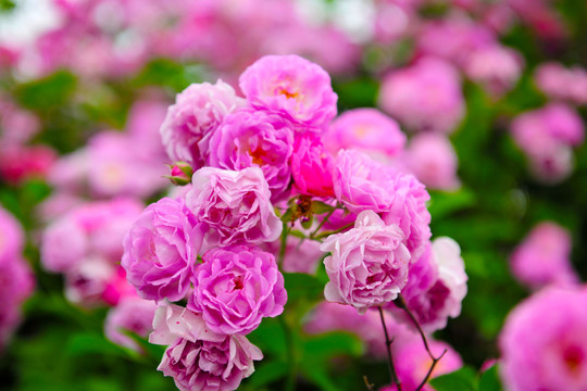 月季花