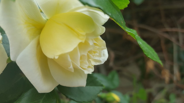 黃色薔薇花