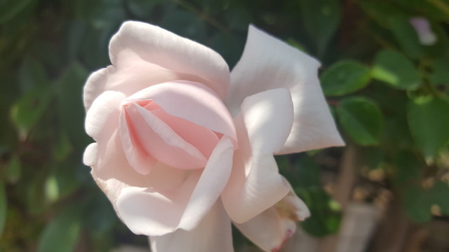 粉色薔薇花