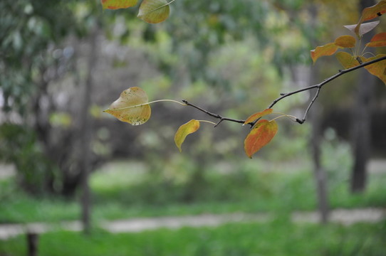 深秋紅葉攝影
