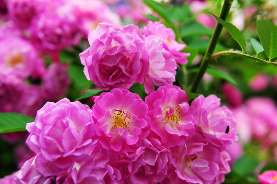 花卉素材  紅花