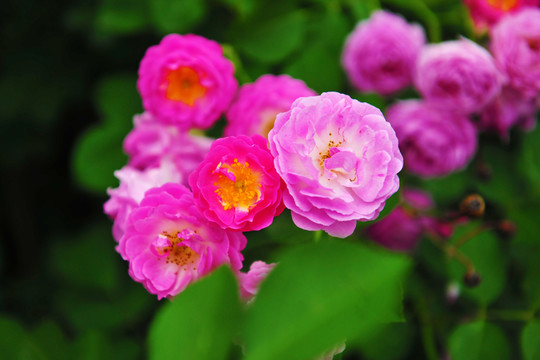 紅花  月季