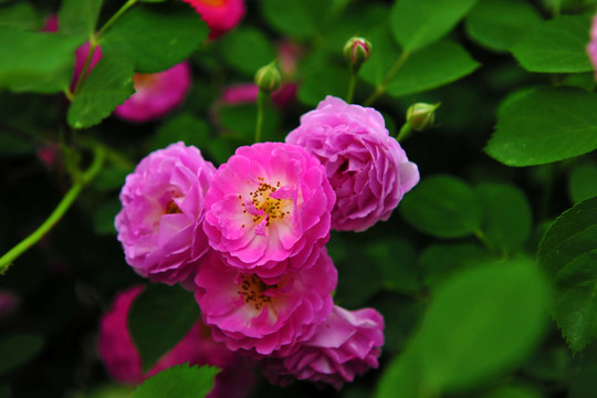 小花   紅花