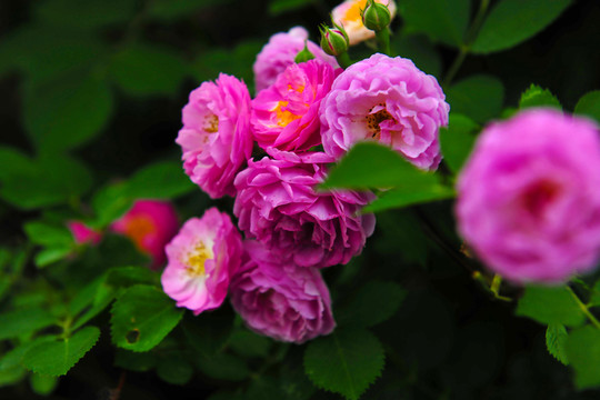花草  鮮花  花卉