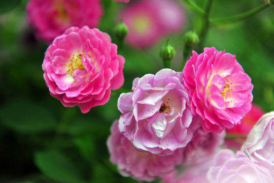 花  紅花