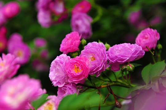 薔薇花