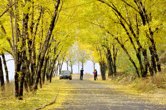 深秋郊外景觀大道