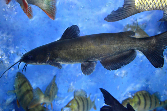 鉗魚