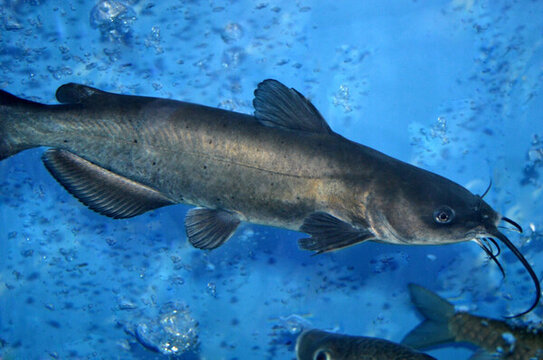 鉗魚