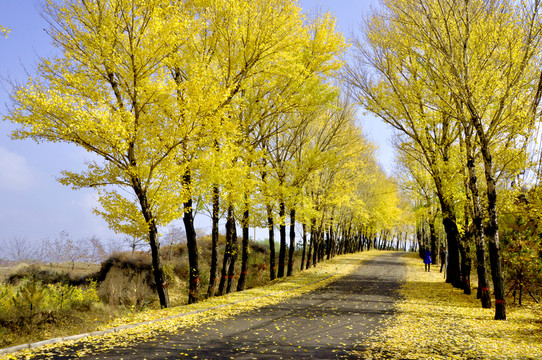 深秋郊外景觀大道