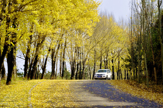 黃色樹林景觀大道