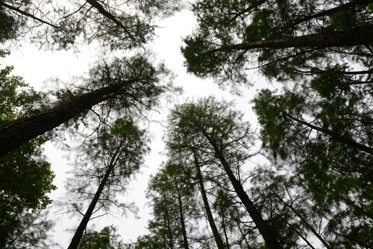 柏樹林