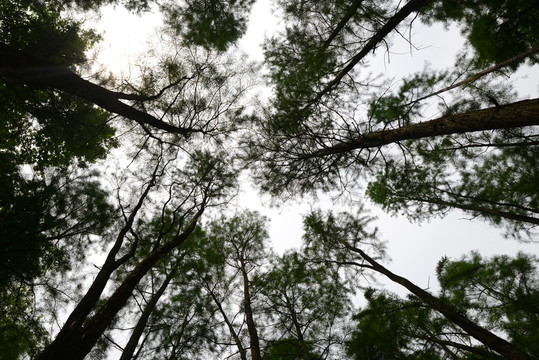 水杉樹