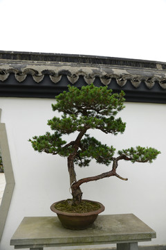 盆景盆栽