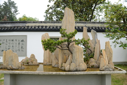 盆景盆栽