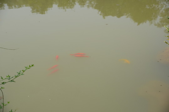 紅鯉魚