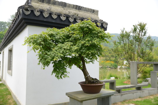 盆景盆栽