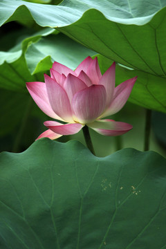 荷花盛開(kāi)