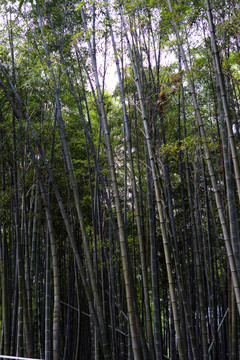 竹林
