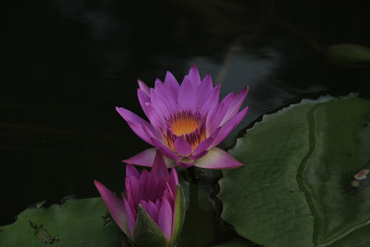 荷花