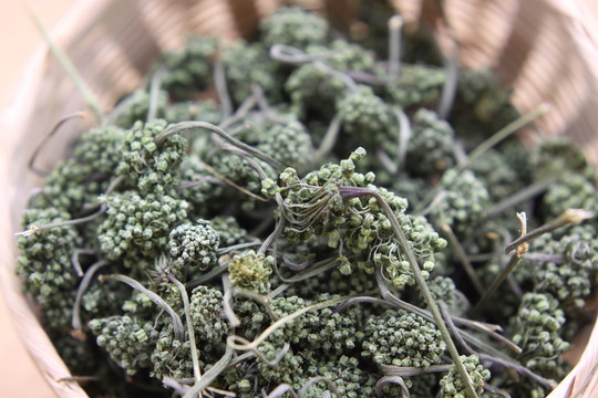 云南中草藥三七花