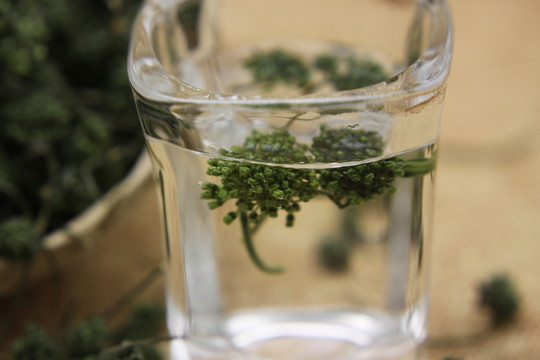 云南中草藥三七花