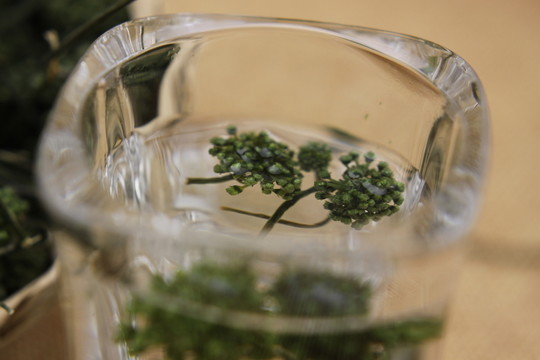 云南中草藥三七花