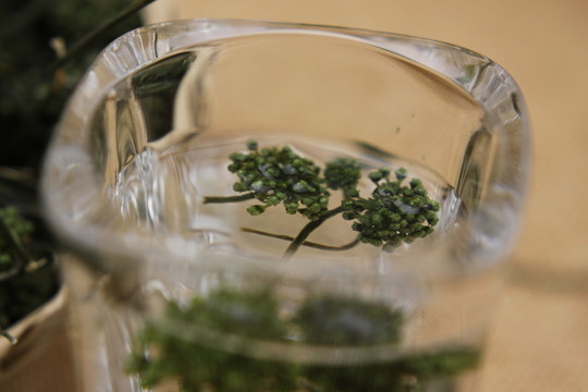 云南中草藥三七花